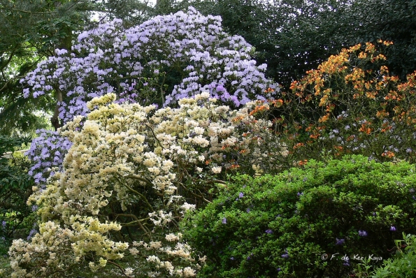 Bois des Moutiers (116) mai 2012